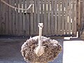 English: Ostrich walking around at the San Antonio Zoo