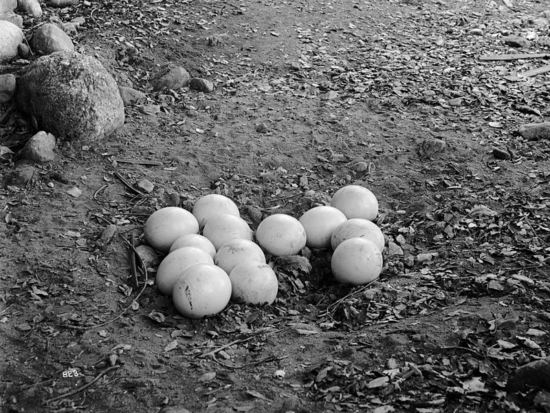 File:Ostrich eggs in a nest at an ostrich farm, South Pasadena, ca.1900 (CHS-823).jpg