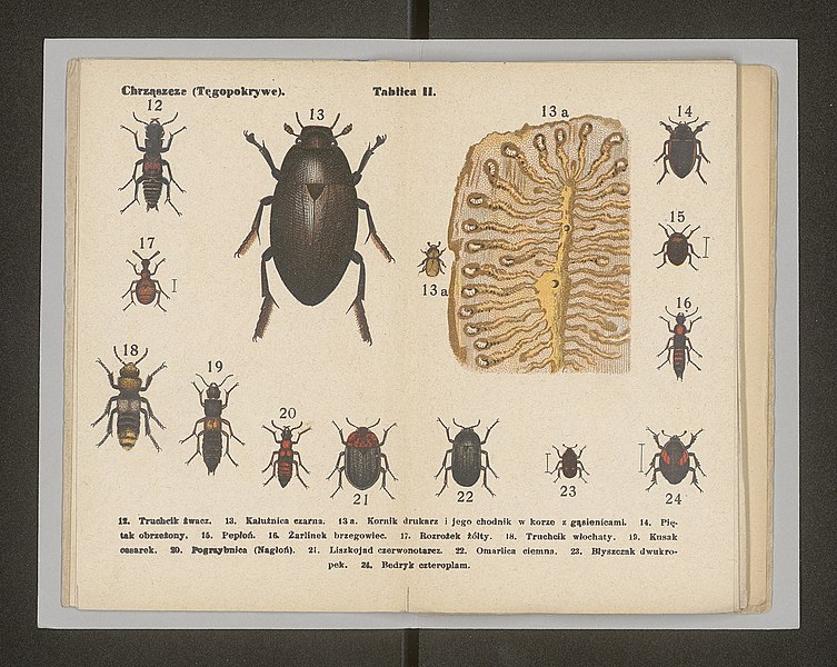 File:Owady - atlasik kieszonkowy 1904 (107024885).jpg