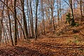 * Nomination Autumnal beech grove at the forest hiking trail Gloriettenweg, Pörtschach, Carinthia, Austria -- Johann Jaritz 03:30, 17 December 2023 (UTC) * Promotion  Support Good quality.--Agnes Monkelbaan 05:05, 17 December 2023 (UTC)