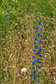 hadinec obecný Echium vulgare - Vachovec1