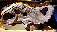 Pachyrhinosaurus Pachyrhinosaurus.jpg