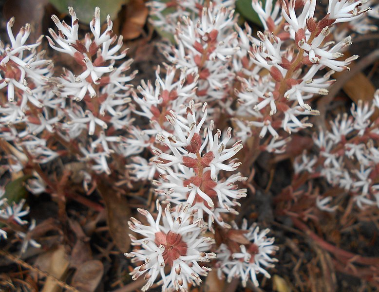 File:Pachysandra procumbens 2017-04-17 7315.jpg