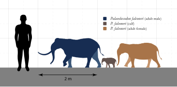 Palaeoloxodon falconeri