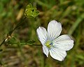 Fleur bleu pâle