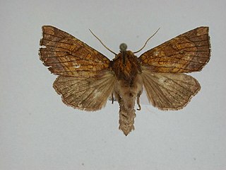 <i>Papaipema inquaesita</i> Species of moth