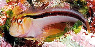 Crested blenny Species of fish