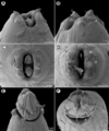 Parasite180070-fig3 Rasheedia heptacanthi (Nematoda, Physalopteridae).png