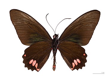 Museum specimen ♂ △ - Ventral side