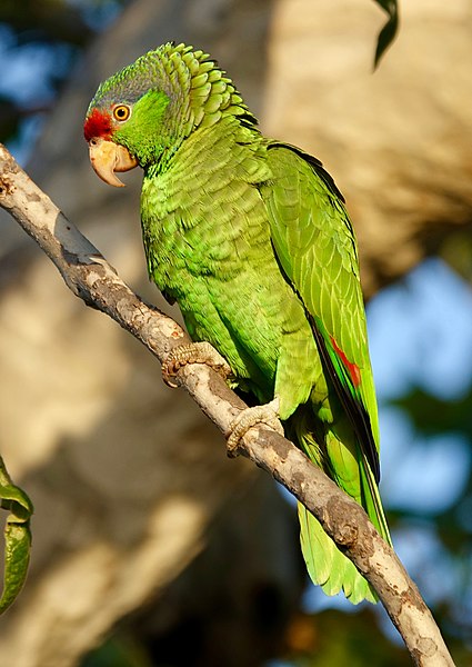 File:Parrot (32923343874).jpg