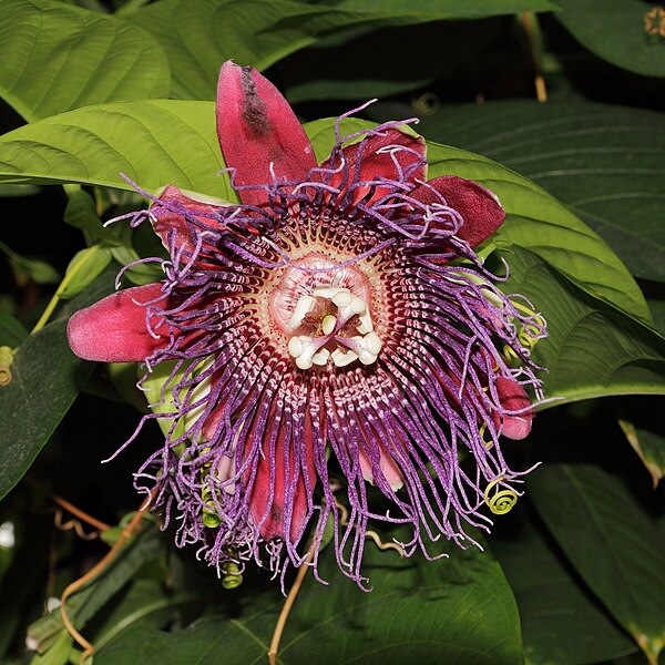 File:Passiflora quadrangularis-IMG 4469.jpg