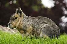 Patagonian Mara (7295093312).jpg