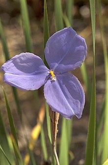 Patersonia macrantha.jpg