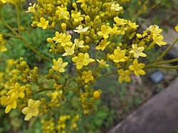 Patrinia scabiosifolia - Koko-en 01.jpg