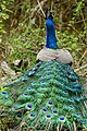 Peacock (42671467264).jpg