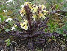 Pedicularis oederi T88.jpg