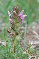 Pedicularis sylvestris bonneuil-matours 86 09052008 1.JPG