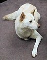 Peeb the Korea Jindo Dog.jpg