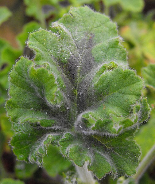 File:PelargoniumtomentosumCM.JPG