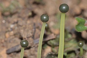 Sporophytes de l'hépatique Pellia endiviifolia. (définition réelle 2 816 × 1 880)