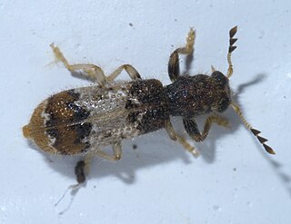 <i>Pelonium</i> Genus of beetles