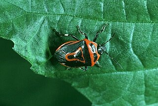<i>Perillus bioculatus</i> Species of true bug