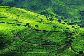 Perkebunan teh Cukul