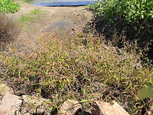 Persicaria decipiens habit6 Gwydir батпақты жерлері (16570891204) .jpg