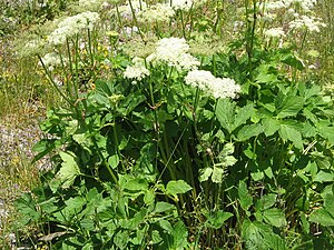 Masterwort (Peucedanum ostruthium)