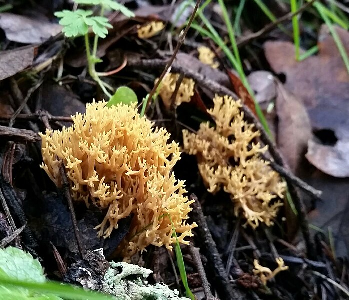 File:Phaeoclavulina myceliosa 174236719.jpg