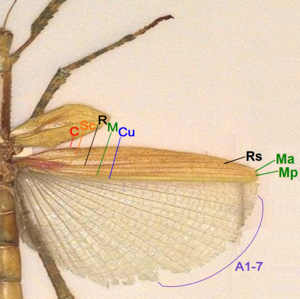 Phasmid wing structure.png