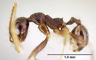 <i>Pheidole purpurea</i> Species of ant