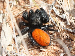 <i>Phidippus ardens</i> Species of spider