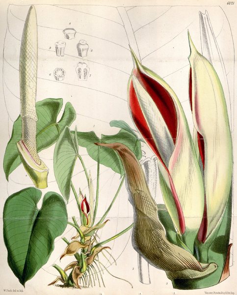 File:Philodendron ornatum CBM.png