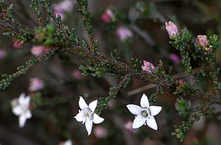 <i>Philotheca angustifolia</i> Species of plant