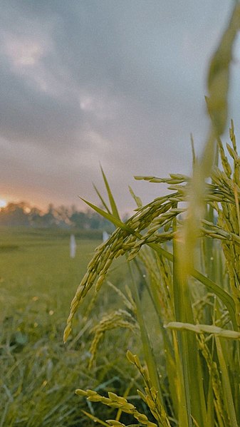 File:Photografi Rice Field.jpg