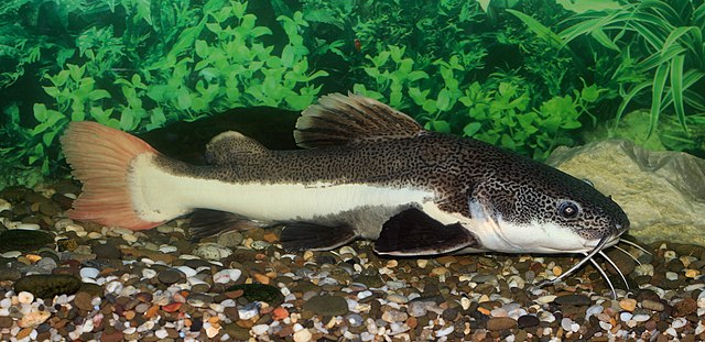 redtail catfish - Wikidata