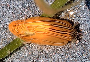 Phyllaplysia taylori