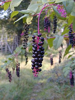 Phytolacca americana