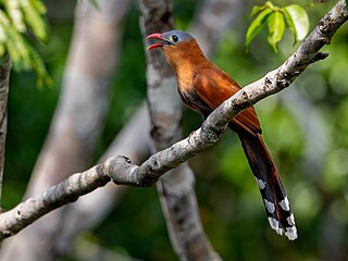 <span class="mw-page-title-main">Black-bellied cuckoo</span> Species of bird