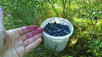 Picking natural blackberries in Finland.jpg