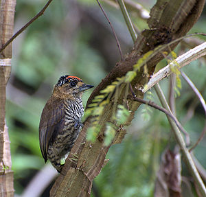 Banded dwarf woodpecker (Picumnus temminckii)