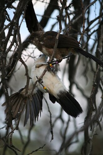 Pied babblers have ample leisure time which they fill with games of chasing, hanging upside down, play-fighting and jumping on each other. Pied babblers playing.jpg