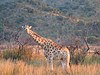 A giraffe in Pilanesberg Game Reserve