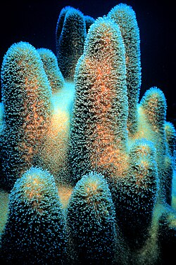 Coral: Características, Clasificación de los corales, Características