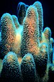 Corall en forma de pilar