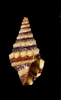 <i>Pilsbryspira albocincta</i> Species of gastropod