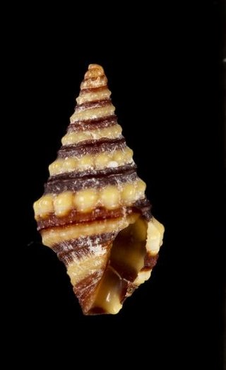 <i>Pilsbryspira albocincta</i> Species of gastropod