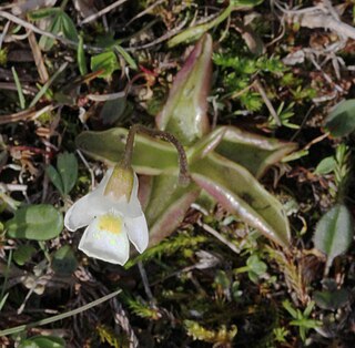 <i>Pinguicula alpina</i> Species of plant