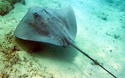 Pink whipray moorea2. jpg